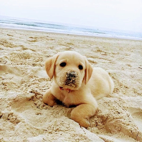 Hundenstrand, Oostkapelle