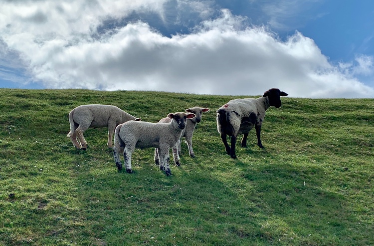 Auch sie fühlen sich wohl in Frieko.