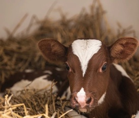 Bauernhof Oldenswort