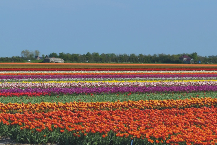 Tulpenblüte im Frühjahr