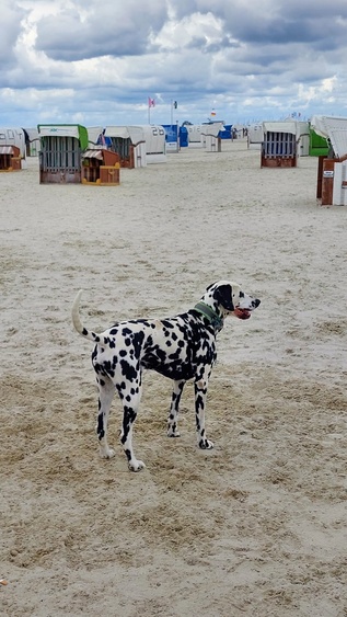 Hundestrandbereich Hundestrandbereich