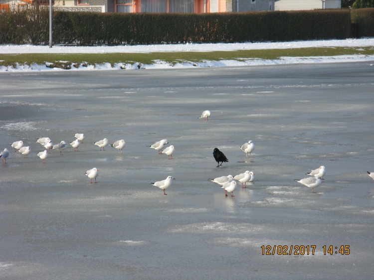 Möwen am Meer