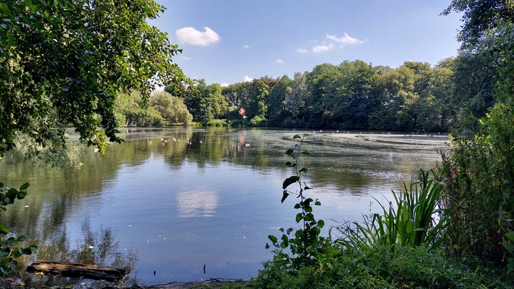 Schwanenteich Norden Schwanenteich Norden