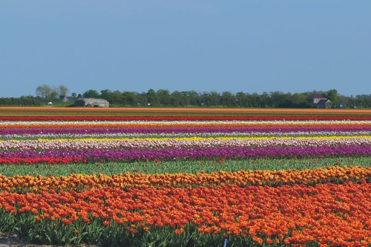 Tulpenblüte im Frühjahr